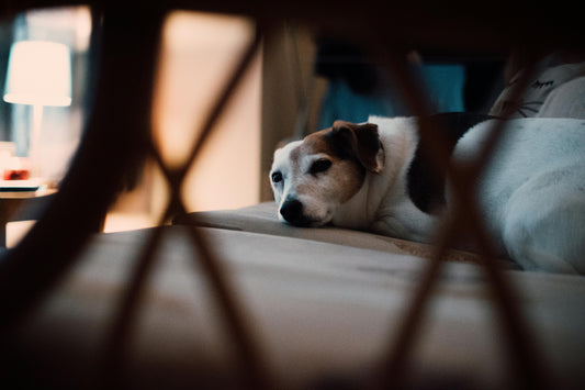 12 Causas de la Cojera en Perros: Síntomas, Diagnóstico y Tratamiento Natural (2026)